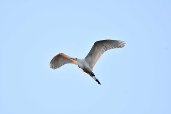Sat, 12/3/2022 Birding report at 越辺川(埼玉県川島町)