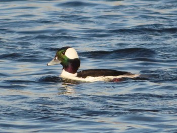 2022年12月10日(土) 多摩川の野鳥観察記録