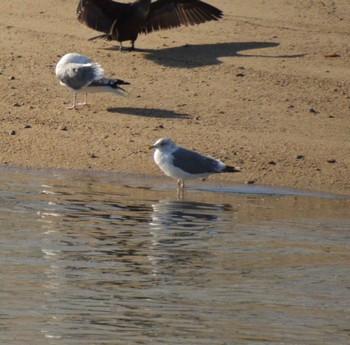 Lesser Black-backed Gull 広島県呉市二河川河口 Sat, 12/10/2022