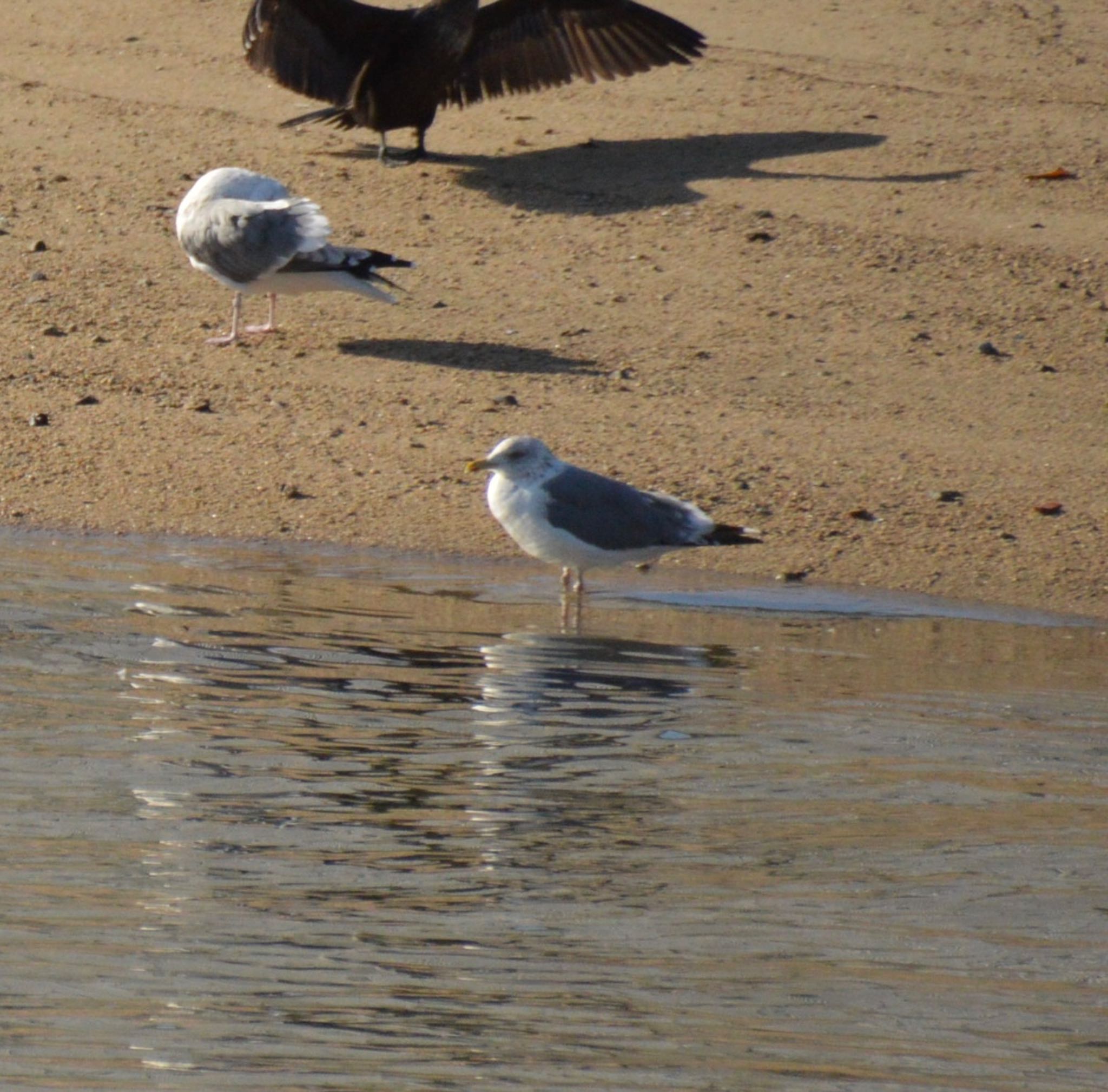 Photo of Lesser Black-backed Gull at 広島県呉市二河川河口 by おまめ