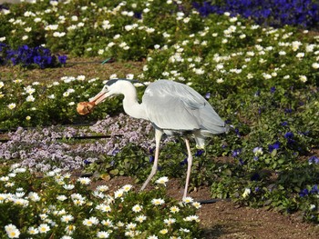 Grey Heron 大阪市住吉公園 Sun, 2/18/2018