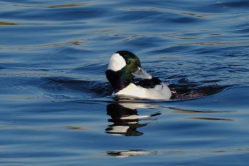 2022年12月10日(土) 多摩川の野鳥観察記録