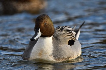 Sun, 12/4/2022 Birding report at 越辺川(埼玉県川島町)