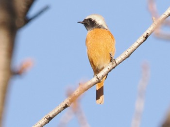 2022年12月10日(土) 白幡沼(さいたま市)の野鳥観察記録