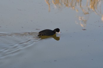 オオバン 渡良瀬遊水地 2022年12月10日(土)