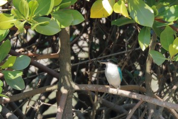 Collared Kingfisher Manko Waterbird & Wetland Center  Thu, 3/1/2018