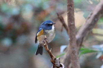 ルリビタキ 智光山公園 2022年12月10日(土)