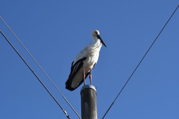 2022年12月10日(土) 渡良瀬遊水地の野鳥観察記録