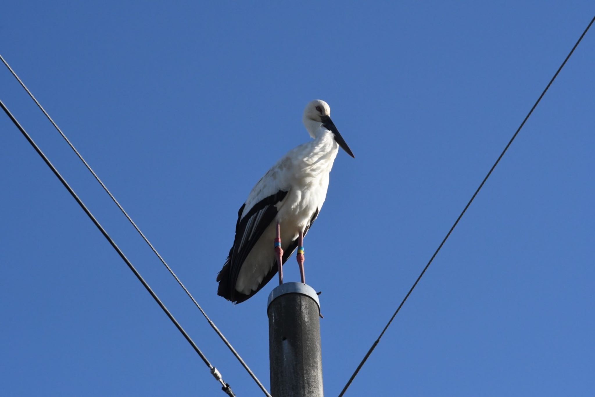 コウノトリ