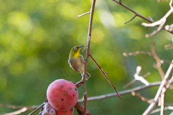 2022年12月10日(土) 丸子川の野鳥観察記録