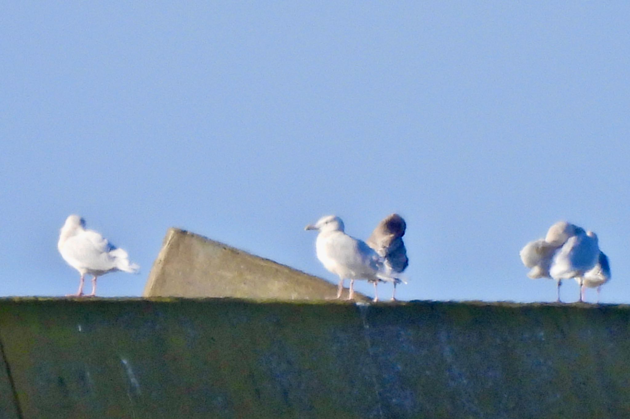 Glaucous Gull