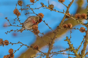 Common Redpoll Unknown Spots Tue, 3/6/2018