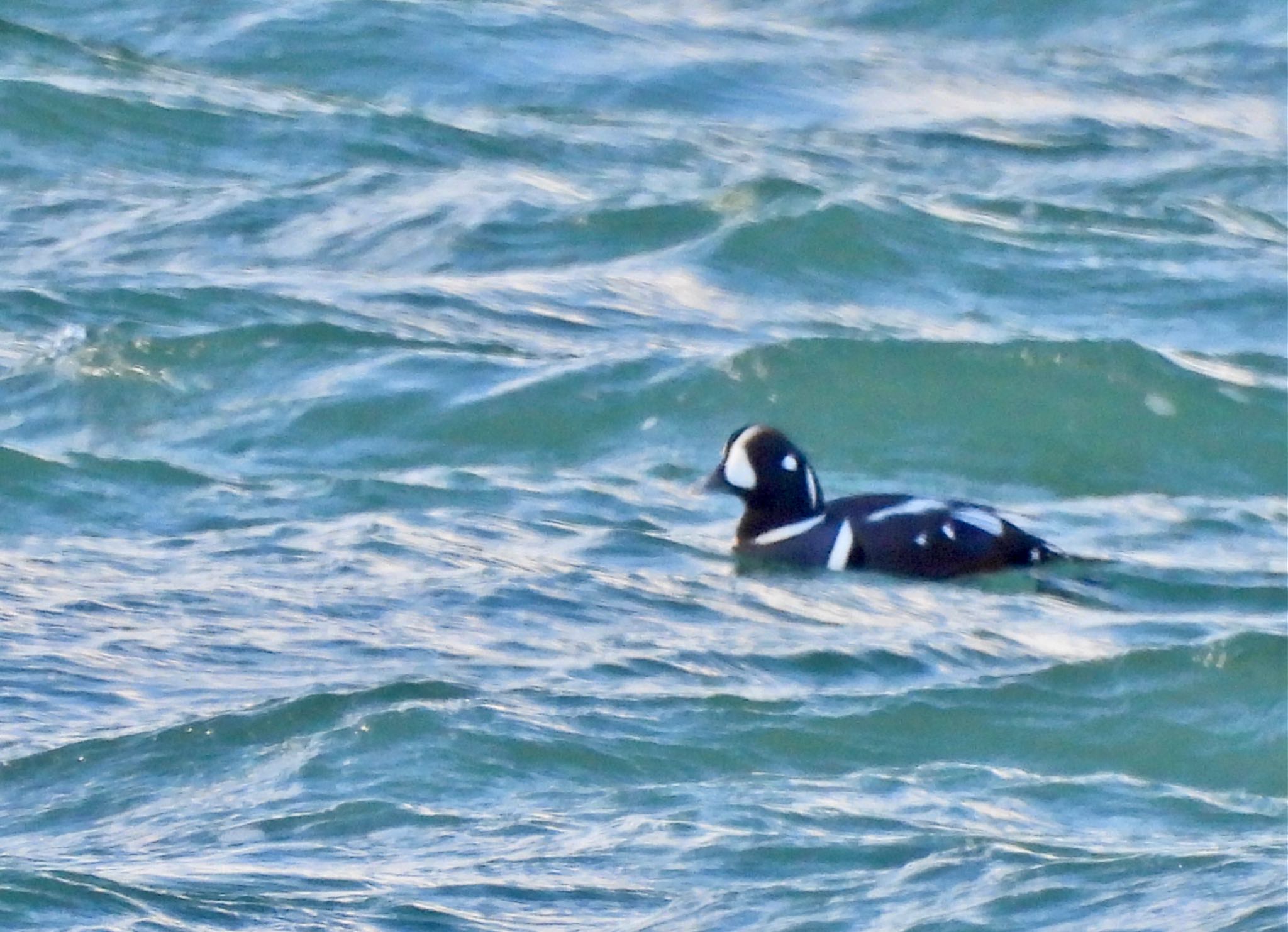 Harlequin Duck