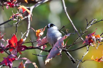 2022年12月10日(土) 奈良県の野鳥観察記録