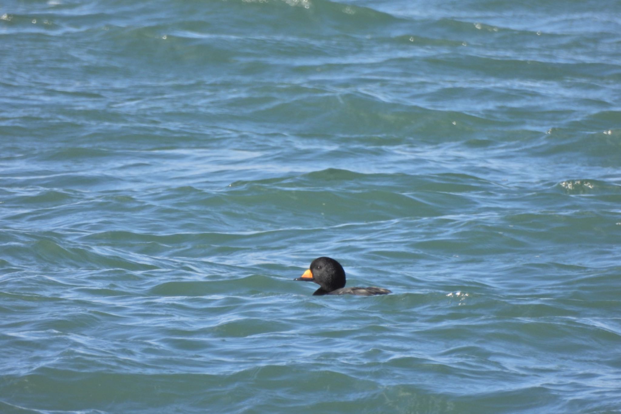 Black Scoter