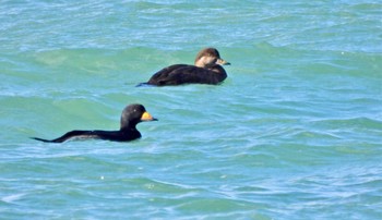 Sun, 12/4/2022 Birding report at 勇払マリーナ