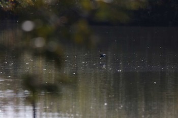 2022年12月10日(土) 芥川の野鳥観察記録