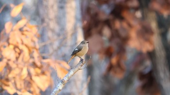 Daurian Redstart Arima Fuji Park Sat, 12/10/2022