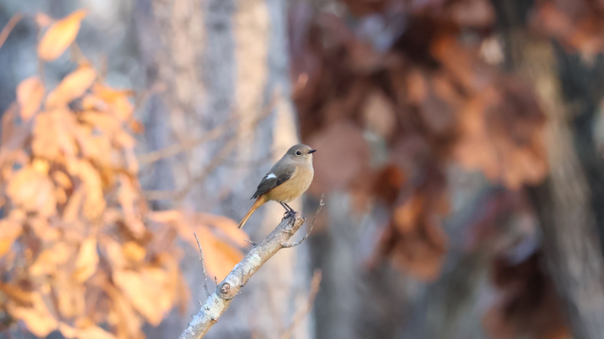 Photo of Daurian Redstart at Arima Fuji Park by 洗濯バサミ