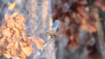 Daurian Redstart Arima Fuji Park Sat, 12/10/2022