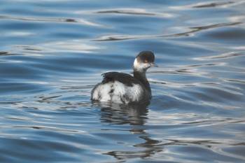 Black-necked Grebe 青森県八戸市 Fri, 12/9/2022