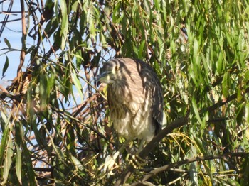 Black-crowned Night Heron 多摩川 Sat, 12/10/2022