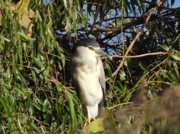 2022年12月10日(土) 多摩川の野鳥観察記録