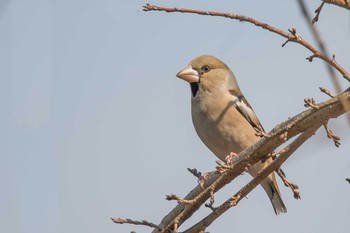 Hawfinch Akashi Park Mon, 2/26/2018