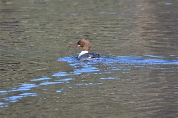 Common Merganser 松原湖(長野県) Sat, 12/10/2022