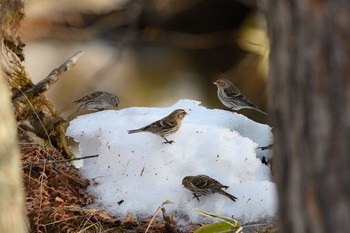 Common Redpoll Unknown Spots Tue, 3/6/2018