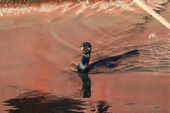 Great Cormorant 鶴見川(河口付近) Sat, 12/10/2022