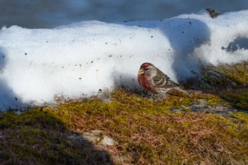 ベニヒワ 場所が不明 2018年3月6日(火)