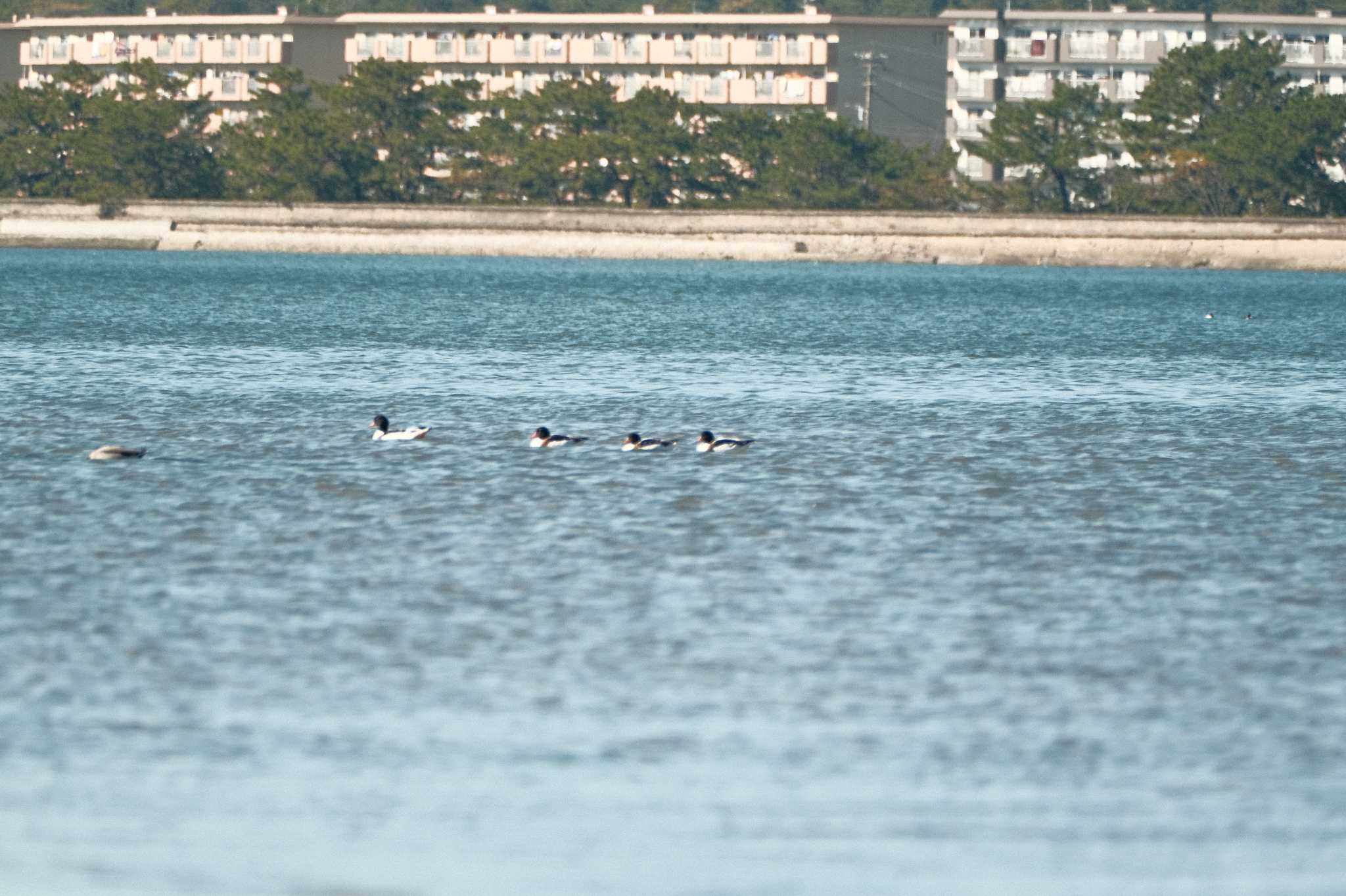 Common Shelduck