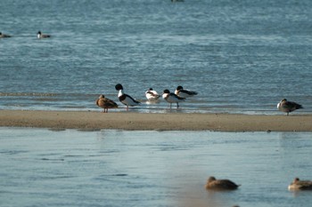 2022年11月28日(月) 和白干潟の野鳥観察記録