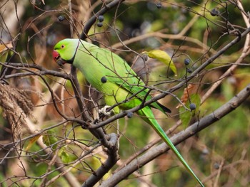 Rose-ringed Parakeet Unknown Spots Sun, 12/11/2022