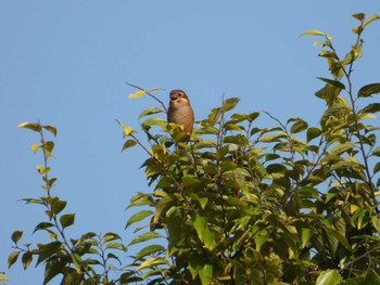 Bull-headed Shrike 川越水上公園 Sun, 10/30/2022