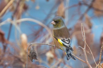 Oriental Greenfinch(kawarahiba) 宮城県仙台市 Sat, 12/10/2022