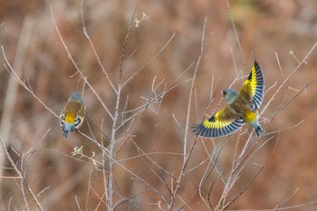 Oriental Greenfinch(kawarahiba) 宮城県仙台市 Sat, 12/10/2022