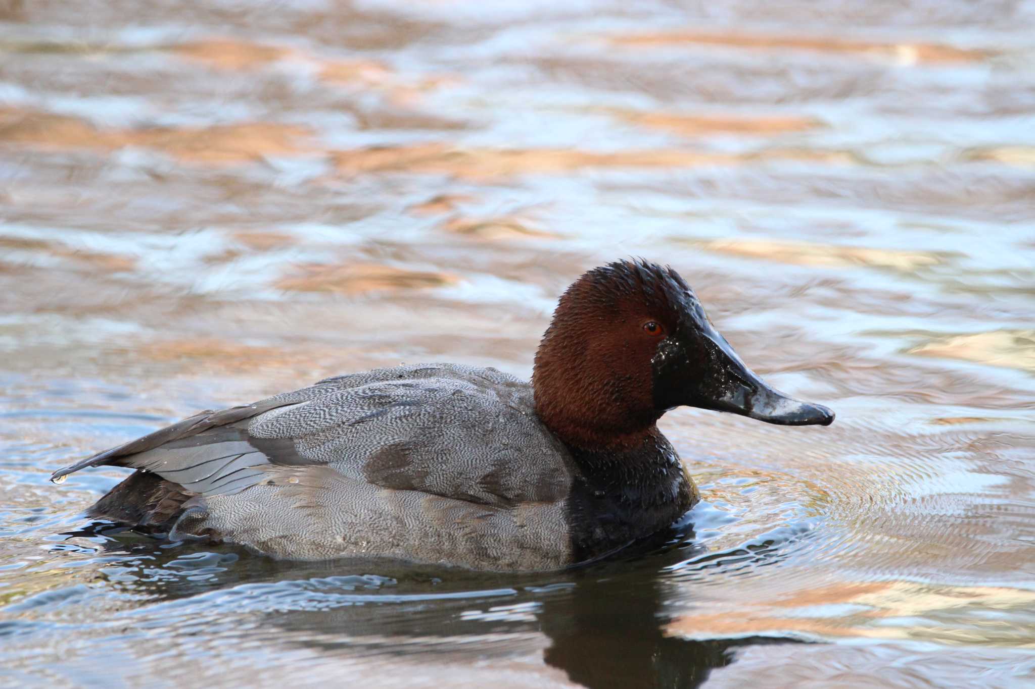 Photo of Common Pochard at Shakujii Park by Sweet Potato