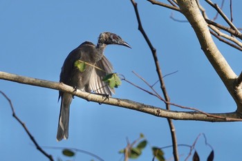 Hornbill Friarbird Mount Whitfield Conservation Park(Cairns) Tue, 10/11/2022