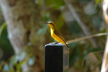 Ornate Sunbird Mount Whitfield Conservation Park(Cairns) Tue, 10/11/2022