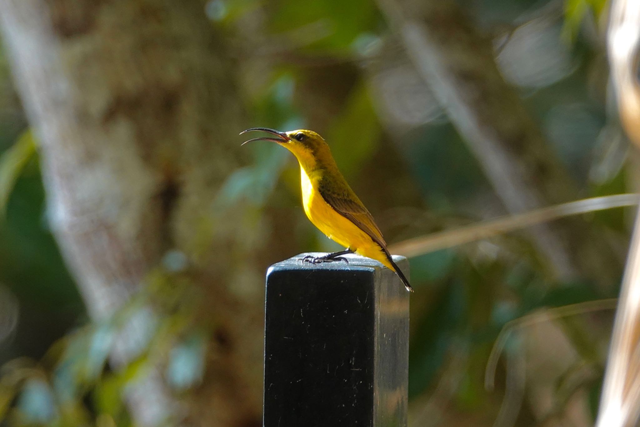 Mount Whitfield Conservation Park(Cairns) キバラタイヨウチョウの写真 by のどか