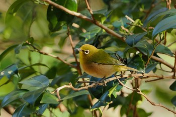 2022年12月10日(土) 日向渓谷の野鳥観察記録