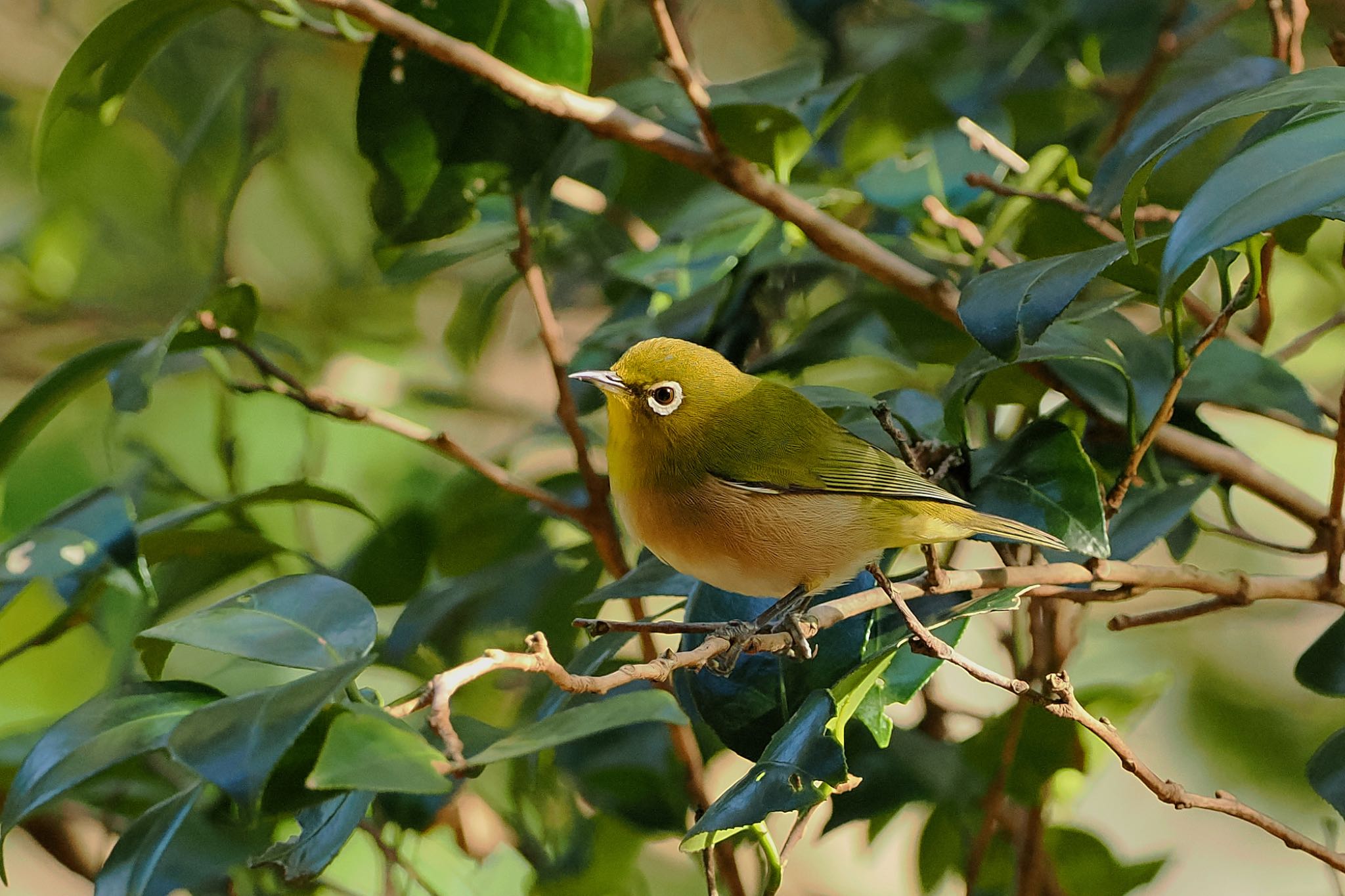 Photo of Warbling White-eye at 日向渓谷 by アポちん