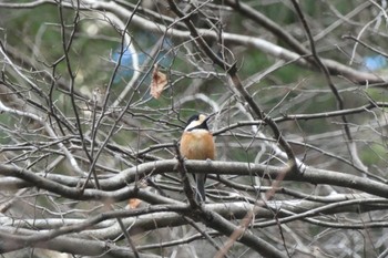 2022年12月11日(日) 吹割の滝の野鳥観察記録