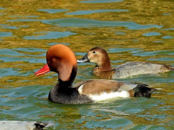 アカハシハジロ 弁天池公園(大阪府門真市) 2022年12月11日(日)