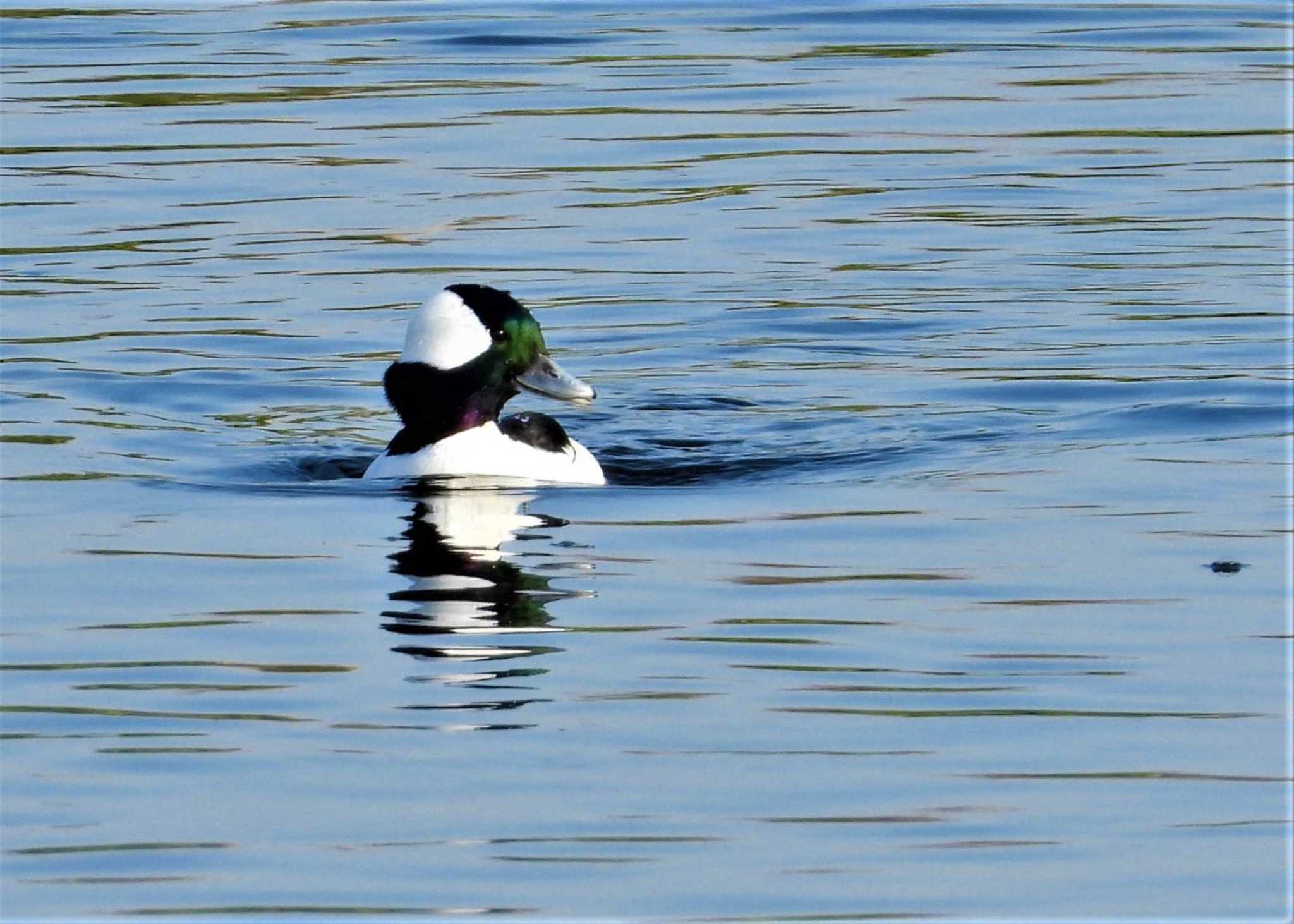 多摩川 ヒメハジロの写真 by まつげ