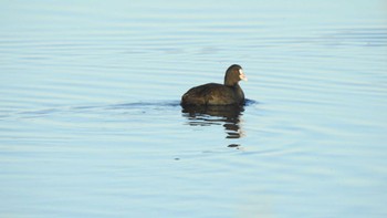 Eurasian Coot 八戸市史跡根城の広場及び馬淵川河川敷 Fri, 12/9/2022