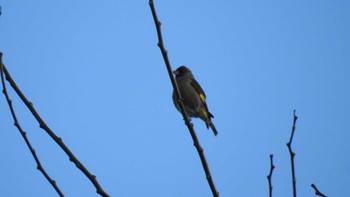 Grey-capped Greenfinch 八戸公園(青森県八戸市) Sat, 12/10/2022