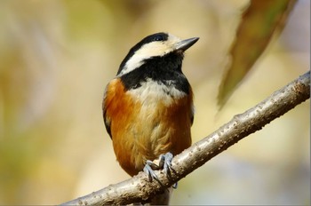 Varied Tit 岩藤新池 Sun, 11/27/2022